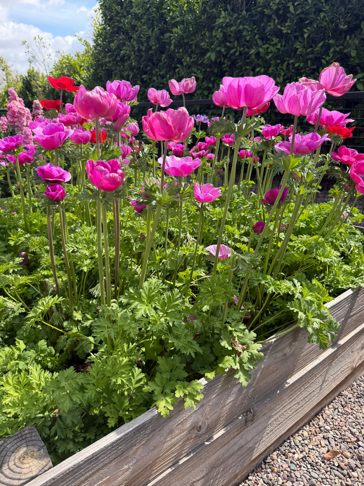 Anemone Carmel pink corms