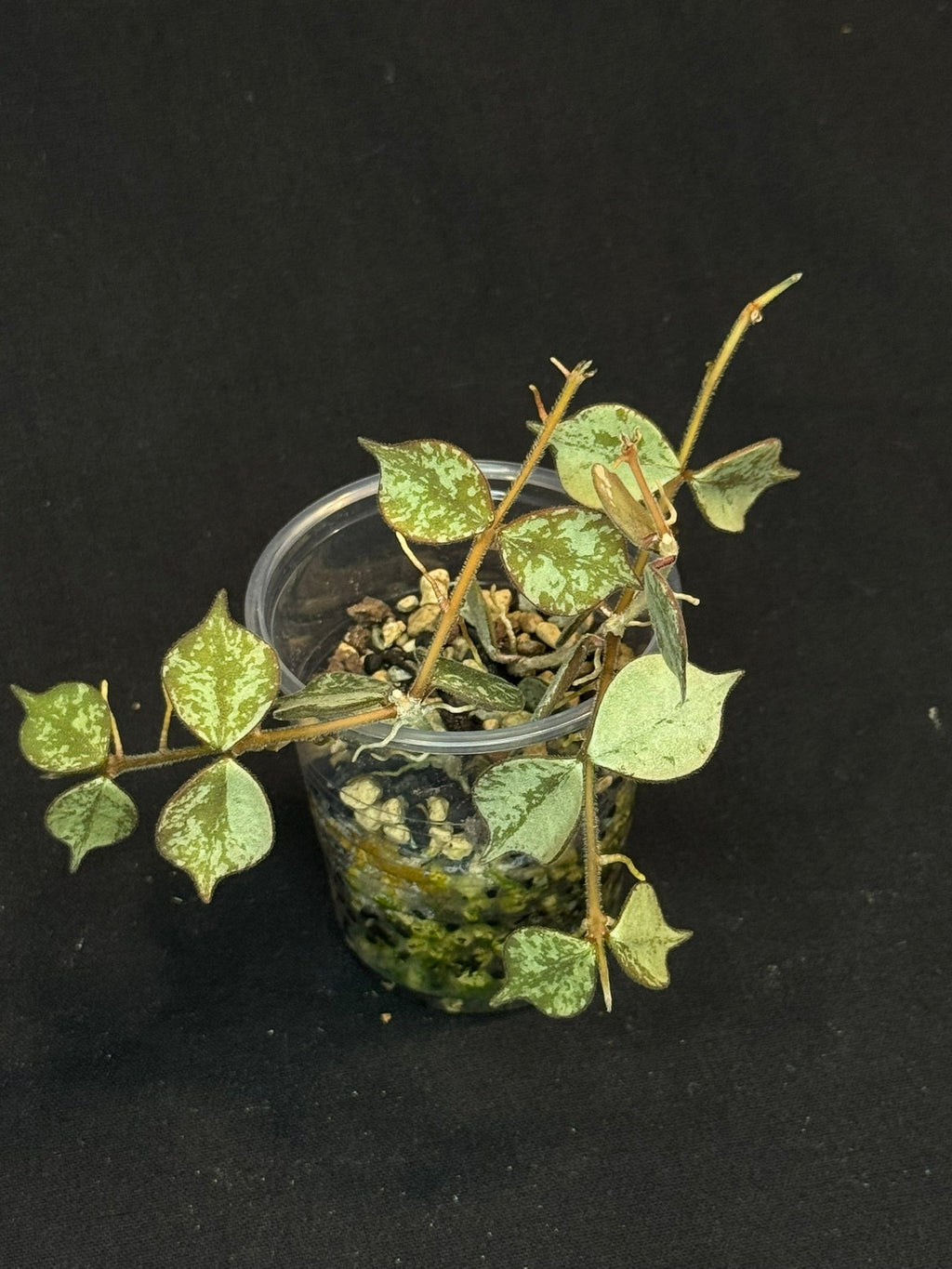 Hoya curtisii Silver, silvery small leaves, rare