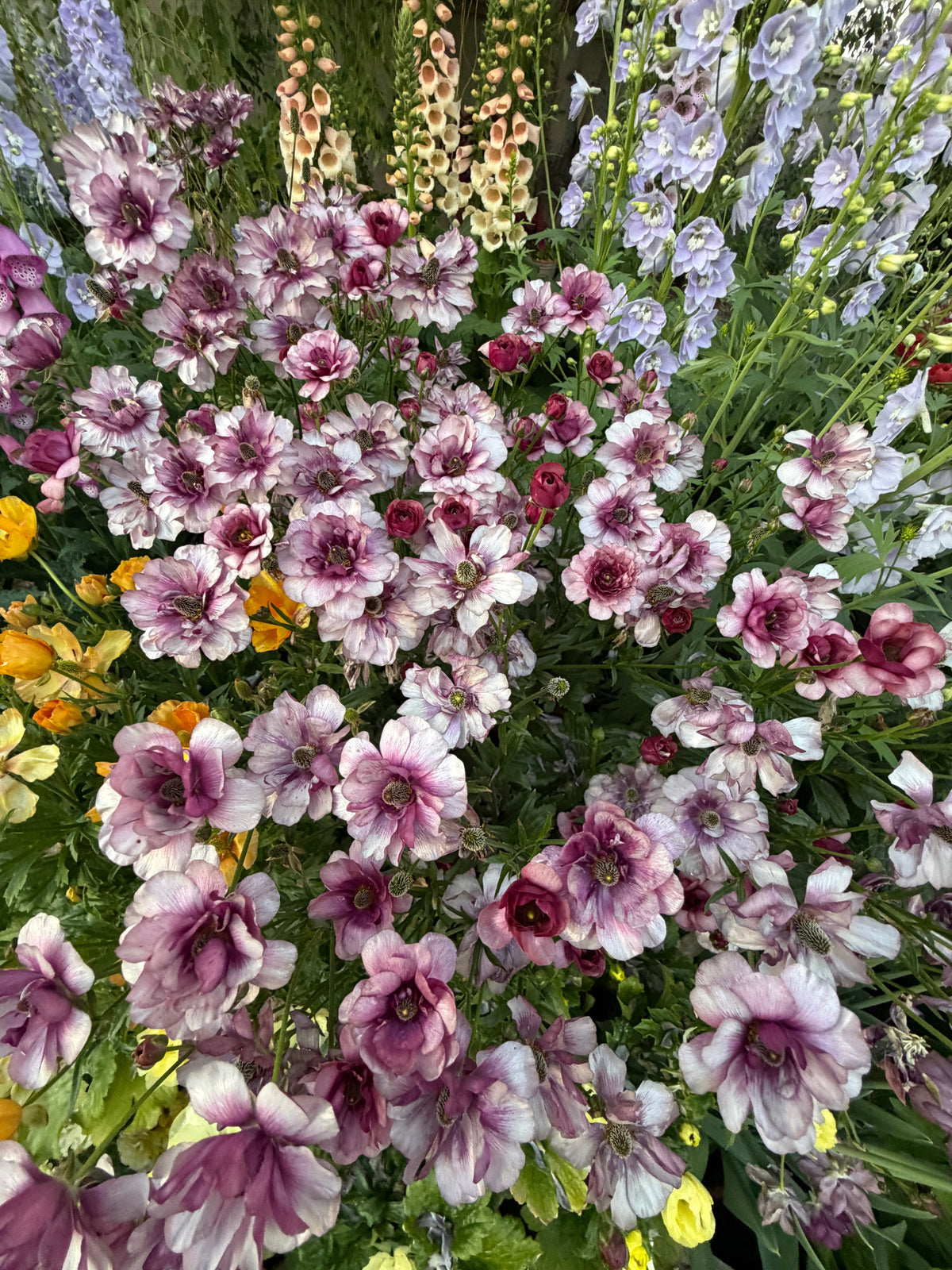 Butterfly Ranunculus 'Thiva'corms