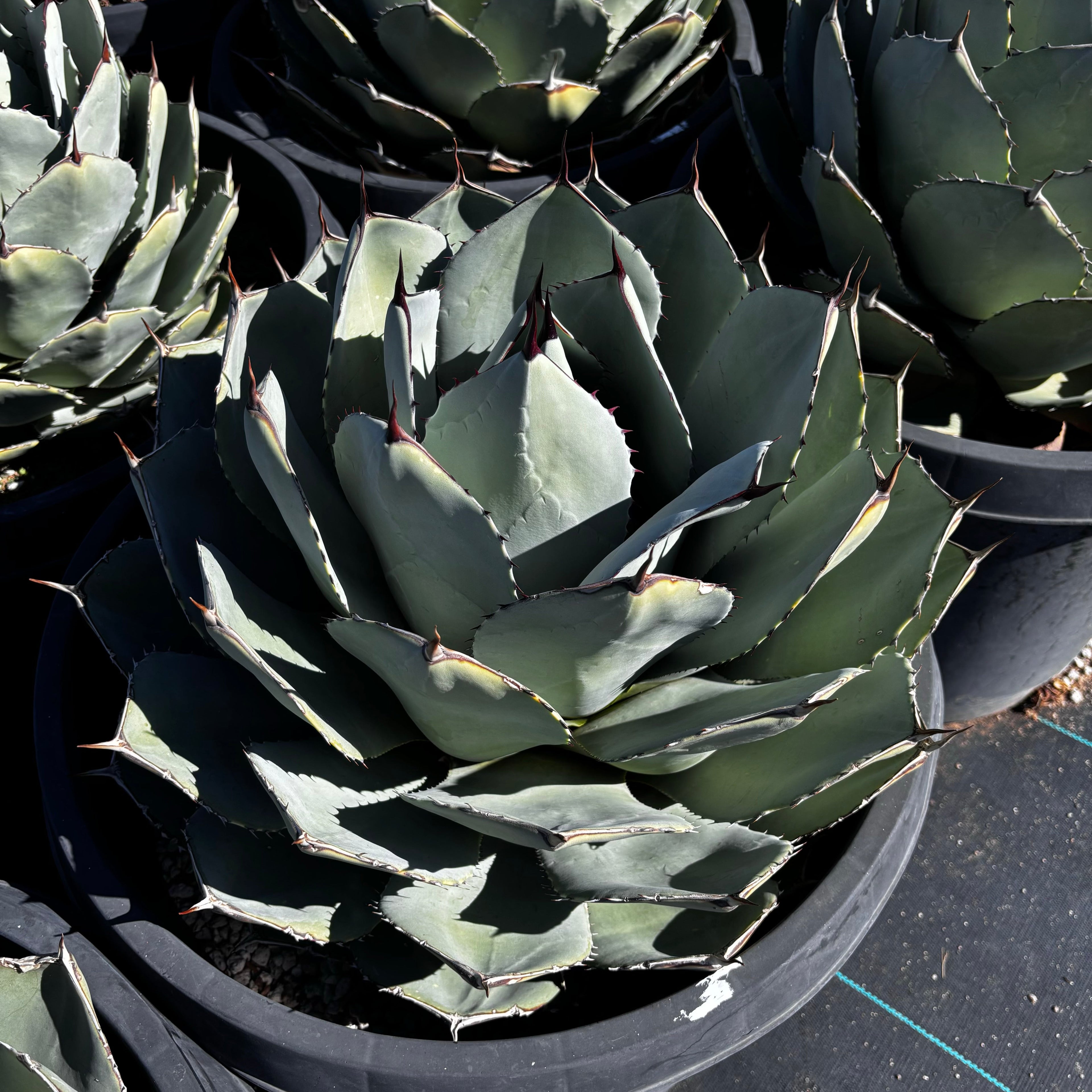 Agave Parryi Truncata