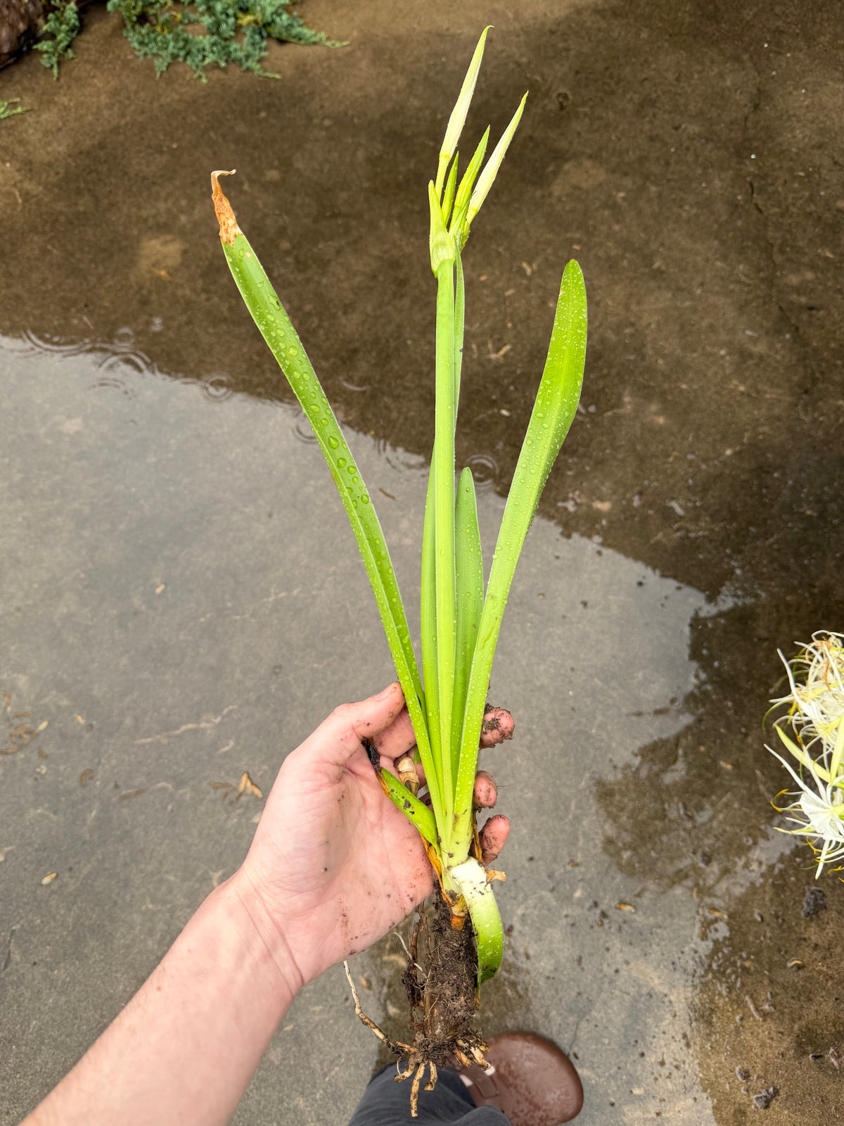 Hymenocallis occidentalis "Swamp Spider Lily"