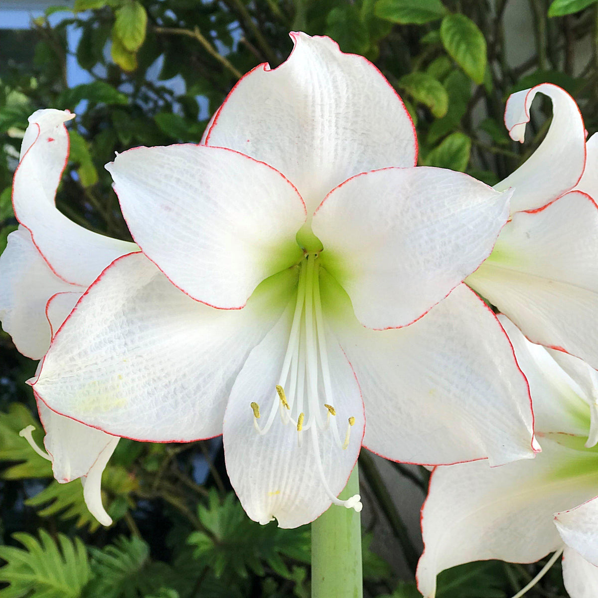 Amaryllis - Picotee