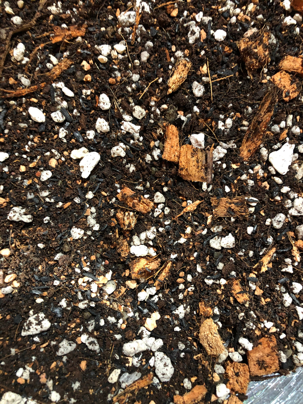 Alocasia - Colocasia - Caladium Premium Potting Mix