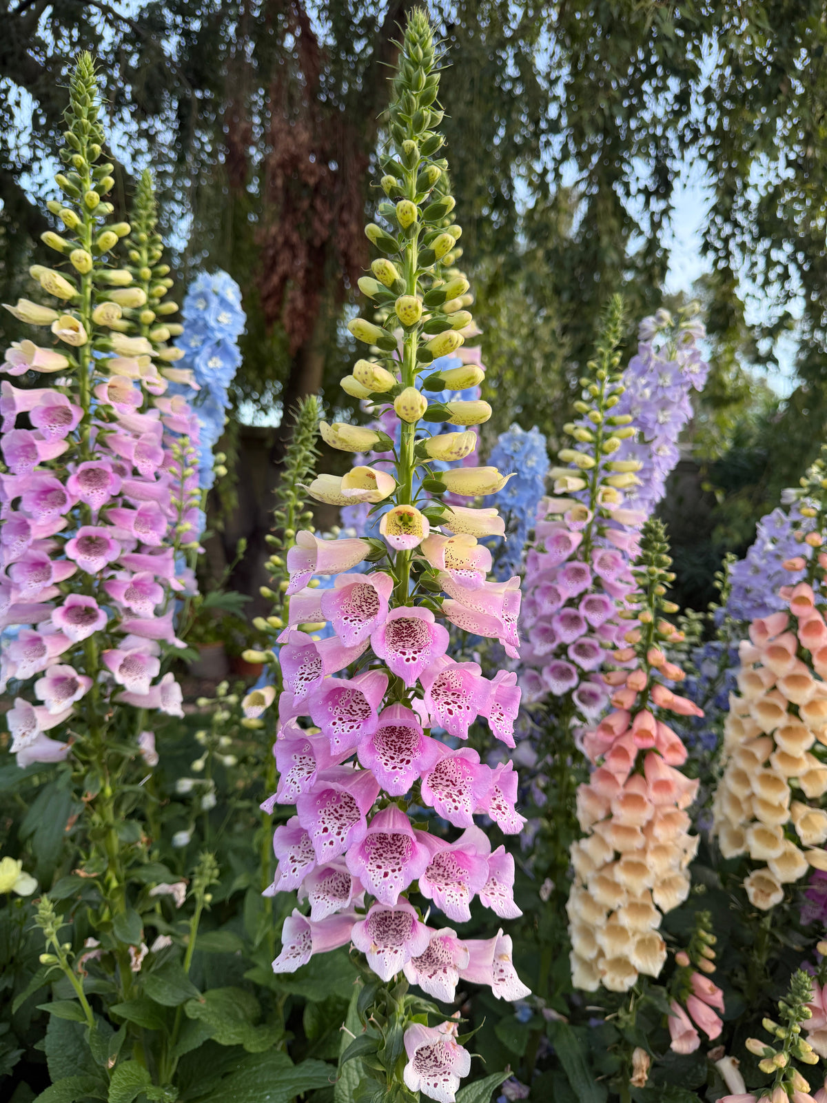 Foxglove Camelot 'Lavender' seeds