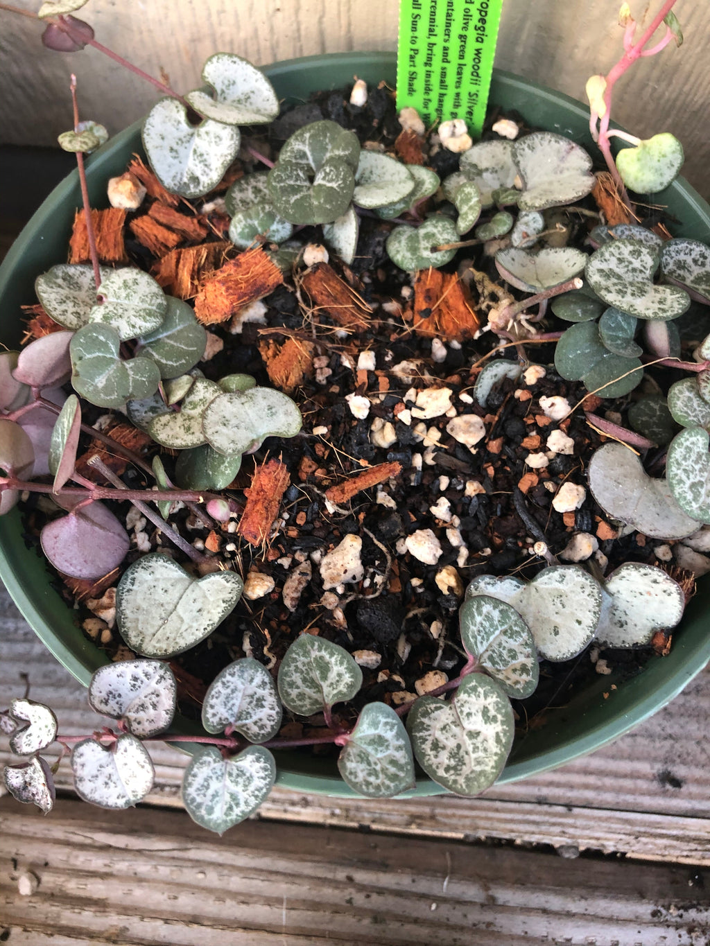 STRING OF SEMI SUCCULENT Premium Potting Mix