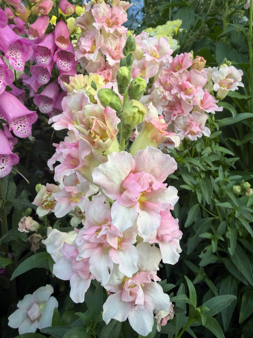 Snapdragon Doubleshot 'appleblossom' seeds