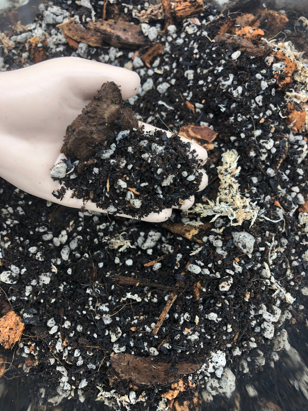 Alocasia - Colocasia - Caladium Premium Potting Mix