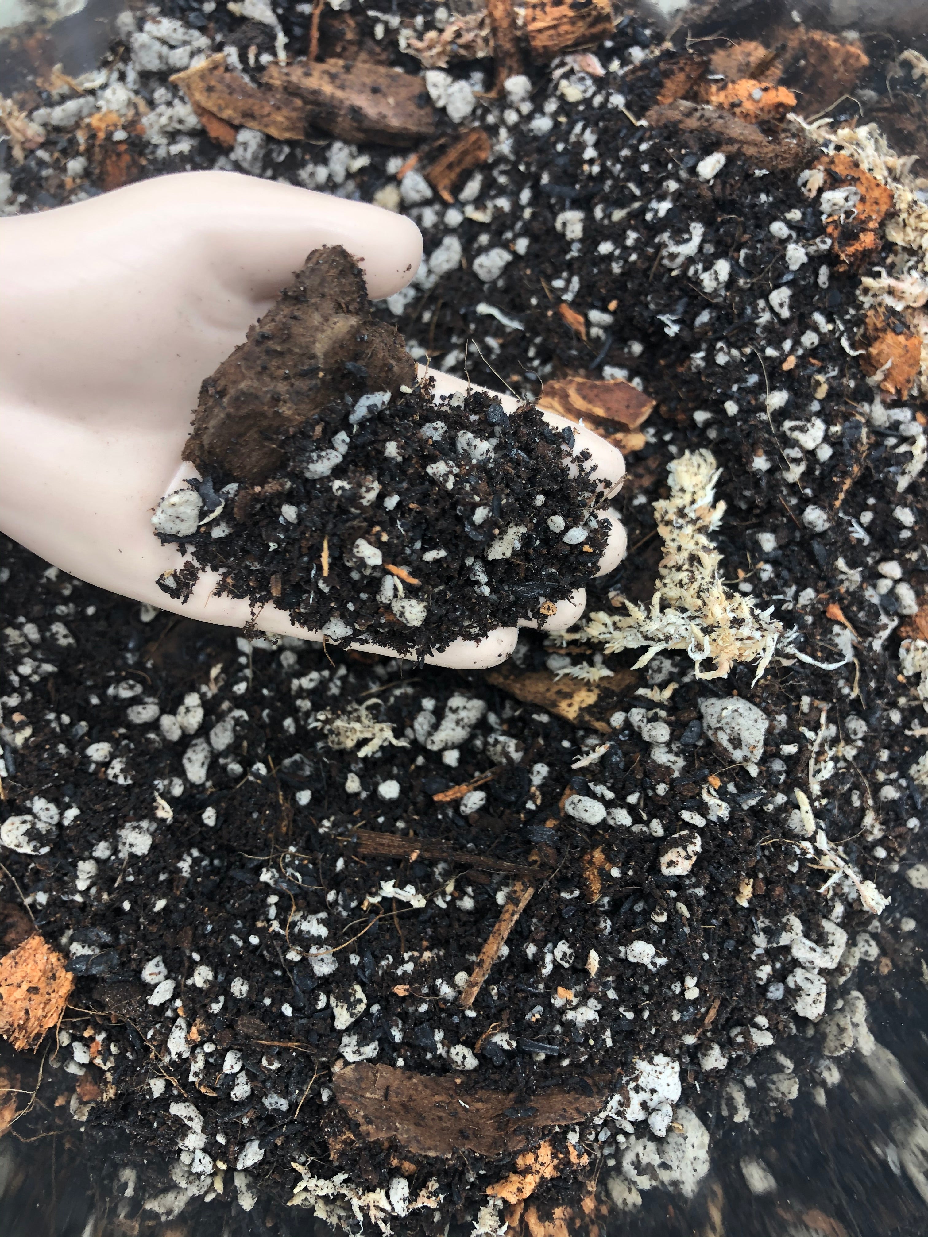 Alocasia - Colocasia - Caladium Premium Potting Mix
