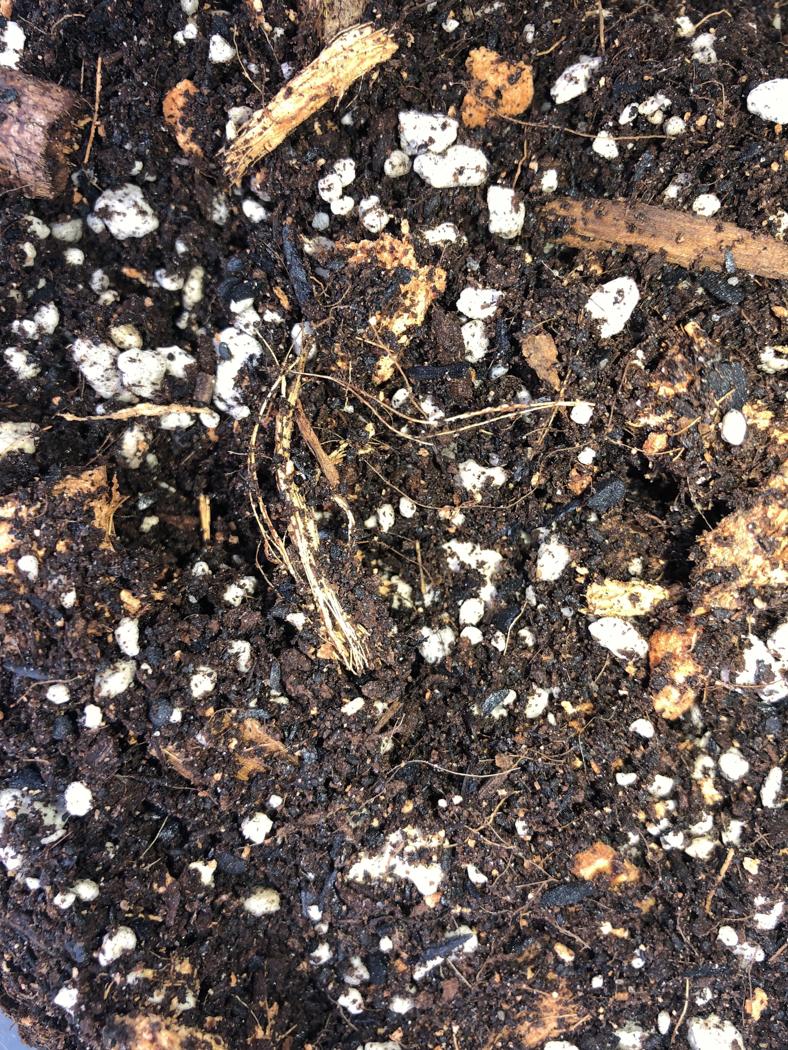 RHAPHIDOPHORA Premium Potting Mix