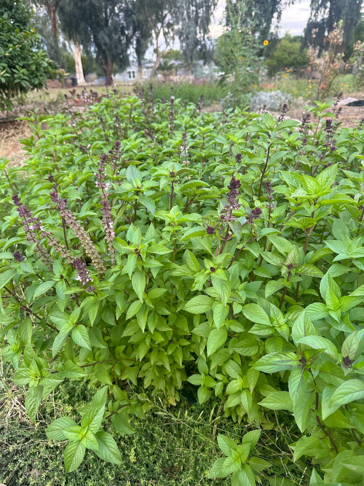 Basil Cinnamon seeds