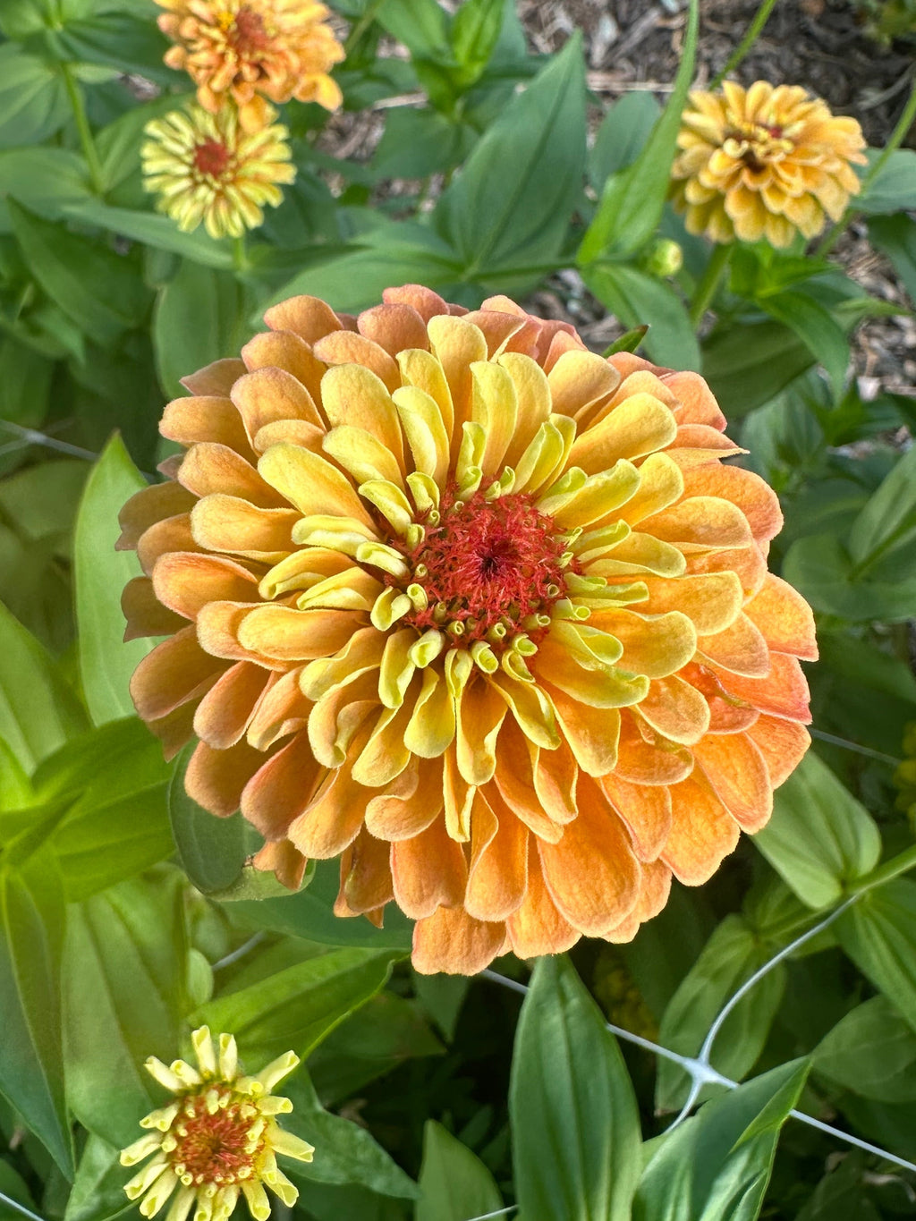 Zinnia Queen Lime 'Orange' seeds