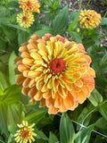 Zinnia Queen Lime 'Orange' seeds