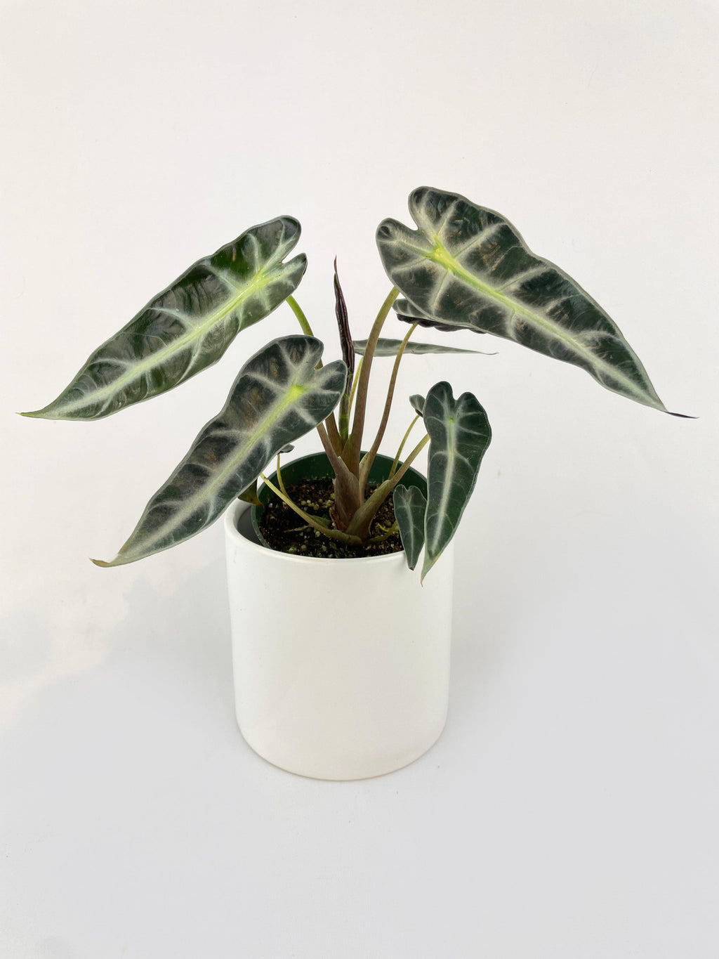 Alocasia Amazonica Bambino
