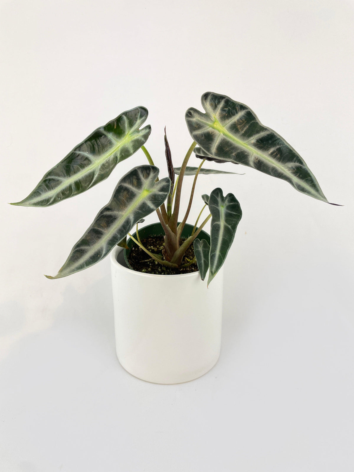 Alocasia Amazonica Bambino
