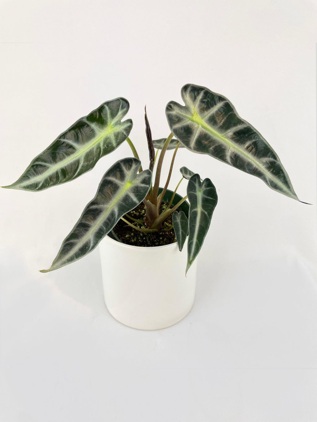 Alocasia Amazonica Bambino