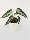 Alocasia Amazonica Bambino