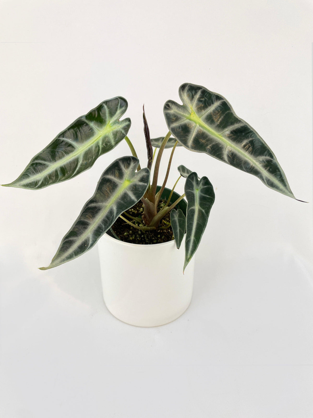 Alocasia Amazonica Bambino