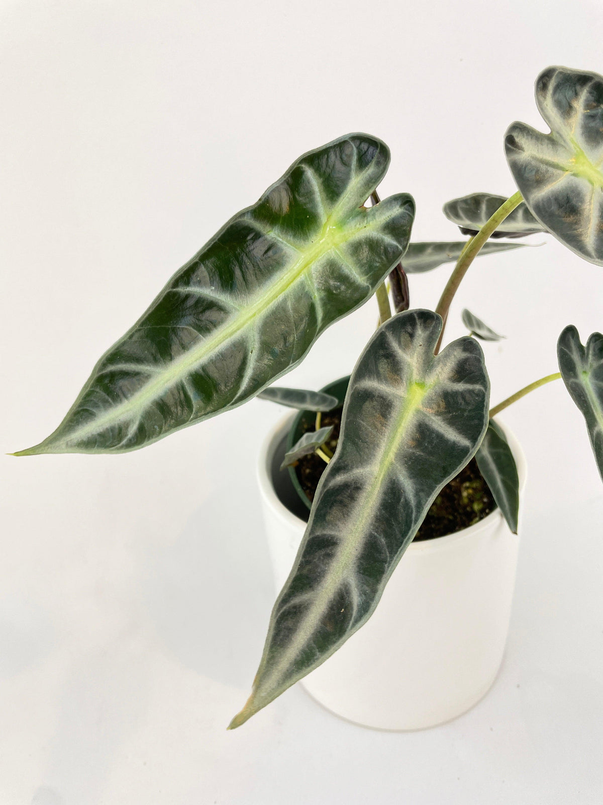 Alocasia Amazonica Bambino