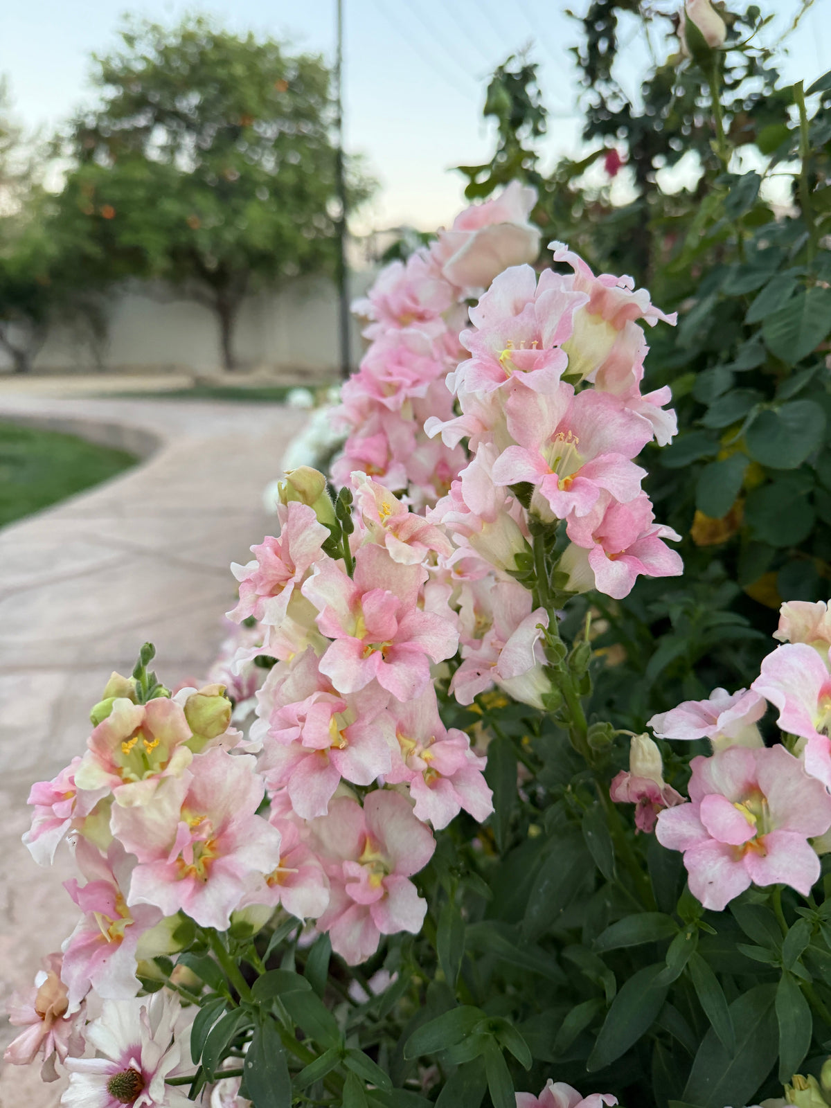 Snapdragon Doubleshot 'appleblossom' seeds