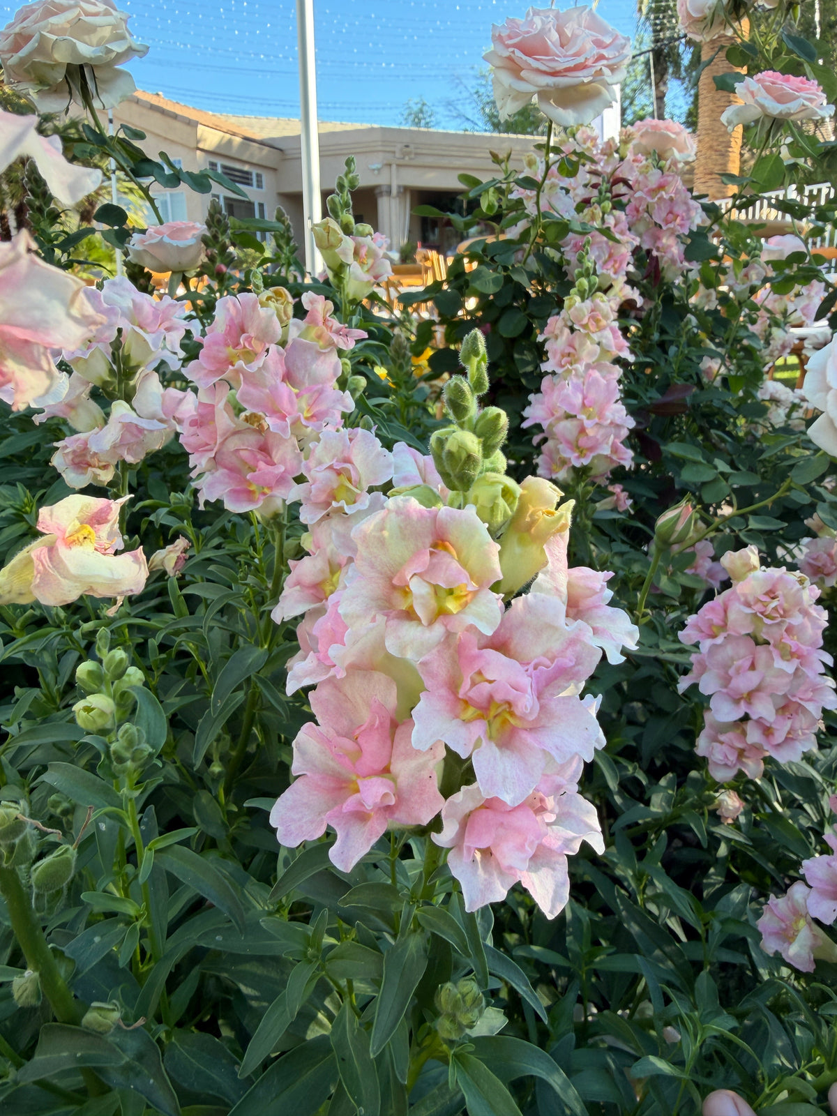 Snapdragon Doubleshot 'appleblossom' seeds