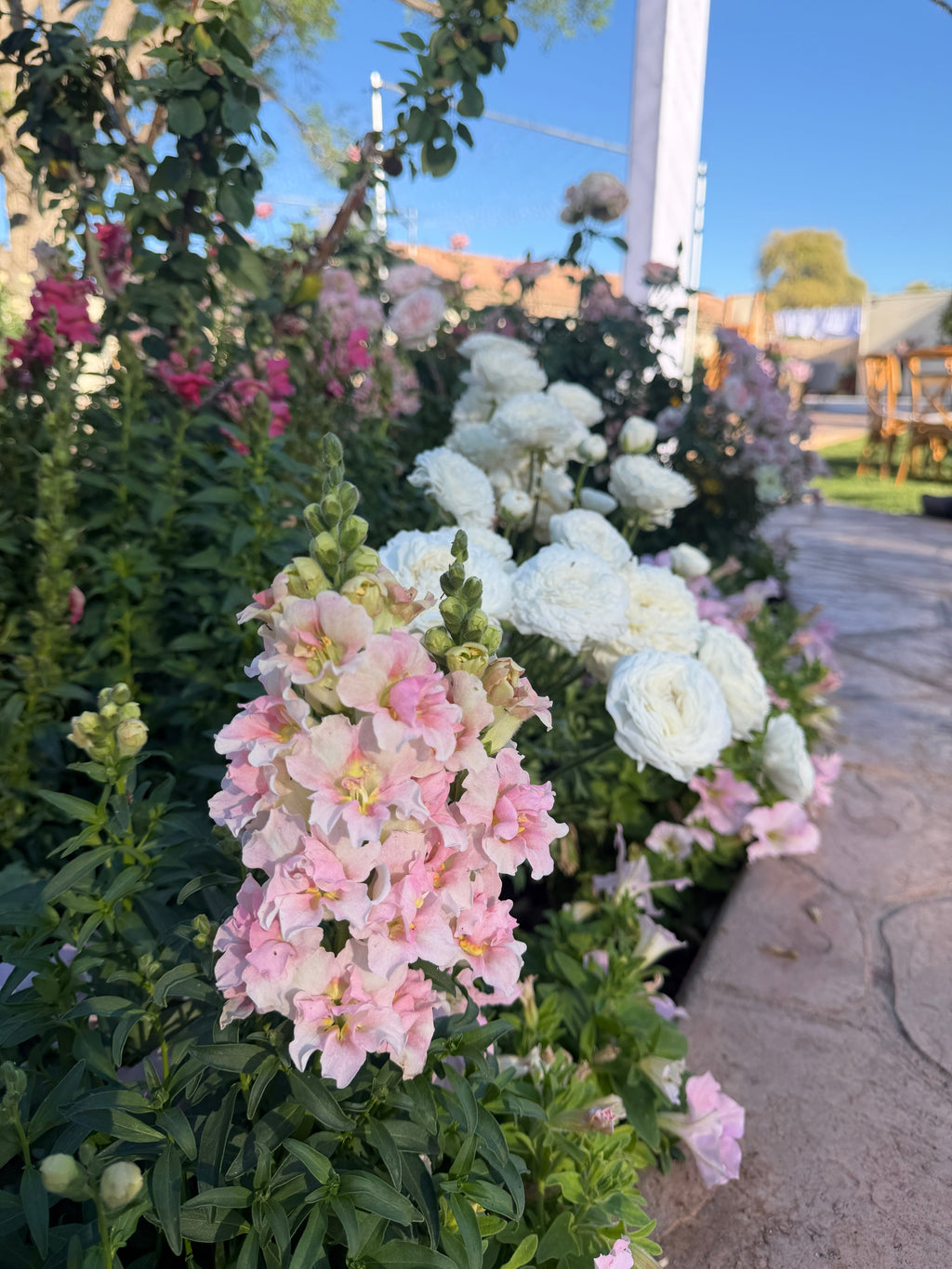 Snapdragon Doubleshot 'appleblossom' seeds