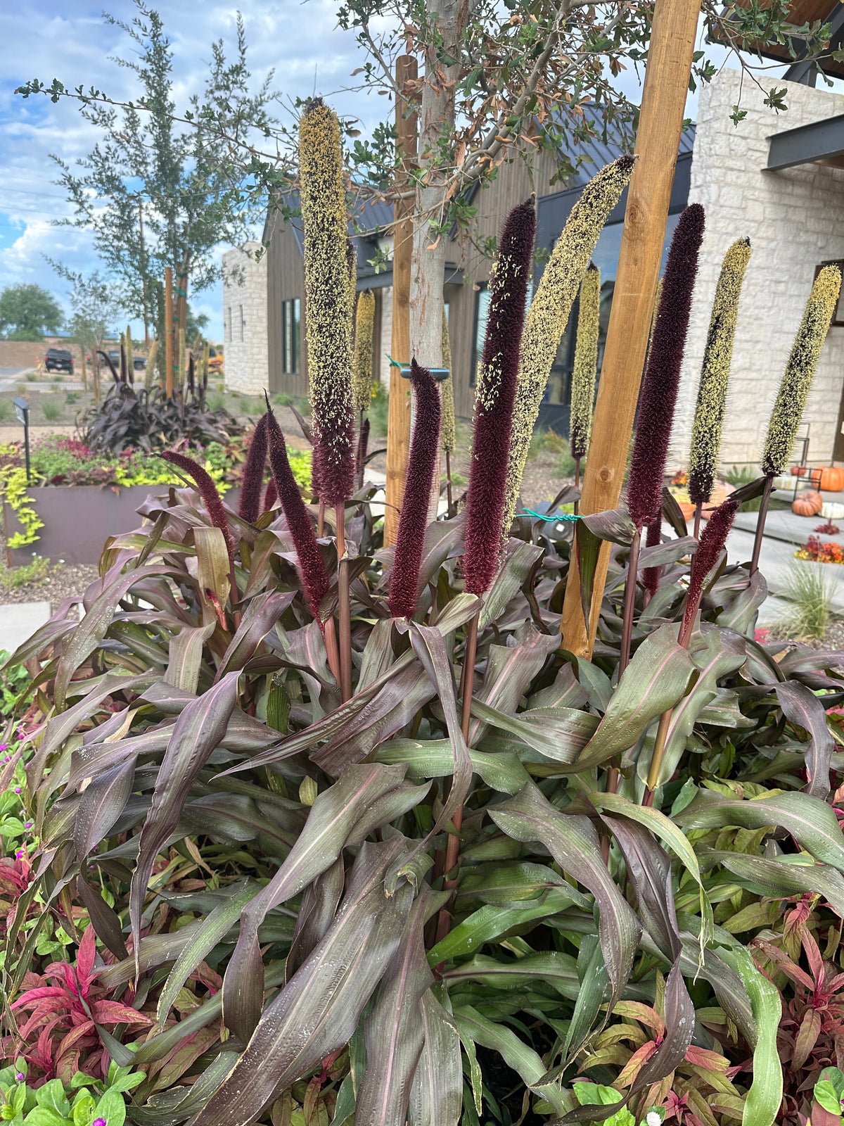 Copper Prince Millet seeds