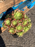 2512-004 Aeonium ‘shaohua’ Succulent Plant – What You See is What You Get/Bare Root Without Soil Pot/Plants Gifts