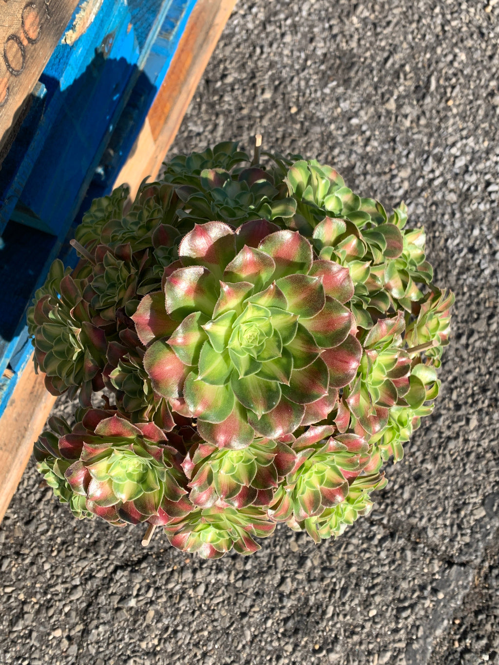 2512-004 Aeonium ‘shaohua’ Succulent Plant – What You See is What You Get/Bare Root Without Soil Pot/Plants Gifts