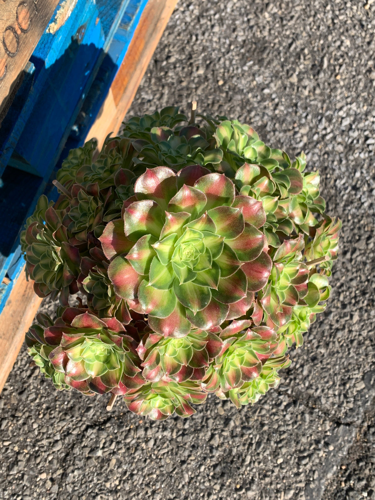 2512-004 Aeonium ‘shaohua’ Succulent Plant – What You See is What You Get/Bare Root Without Soil Pot/Plants Gifts