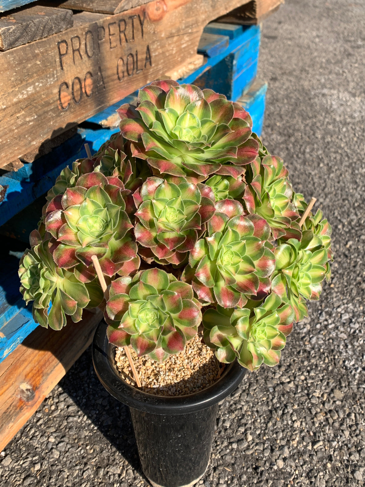 2512-004 Aeonium ‘shaohua’ Succulent Plant – What You See is What You Get/Bare Root Without Soil Pot/Plants Gifts