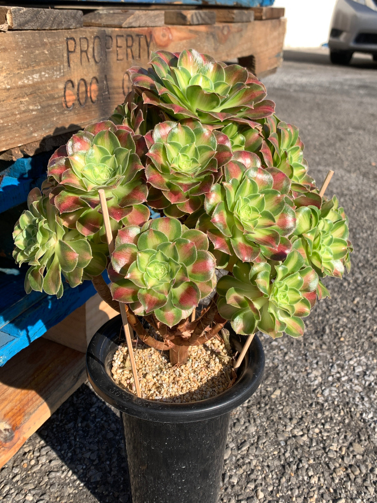 2512-004 Aeonium ‘shaohua’ Succulent Plant – What You See is What You Get/Bare Root Without Soil Pot/Plants Gifts
