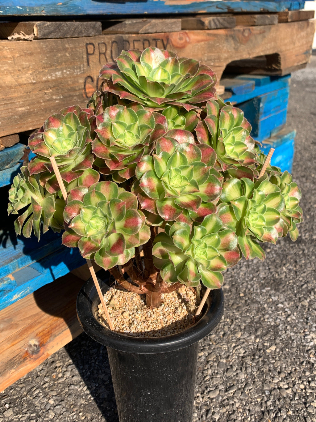 2512-004 Aeonium ‘shaohua’ Succulent Plant – What You See is What You Get/Bare Root Without Soil Pot/Plants Gifts