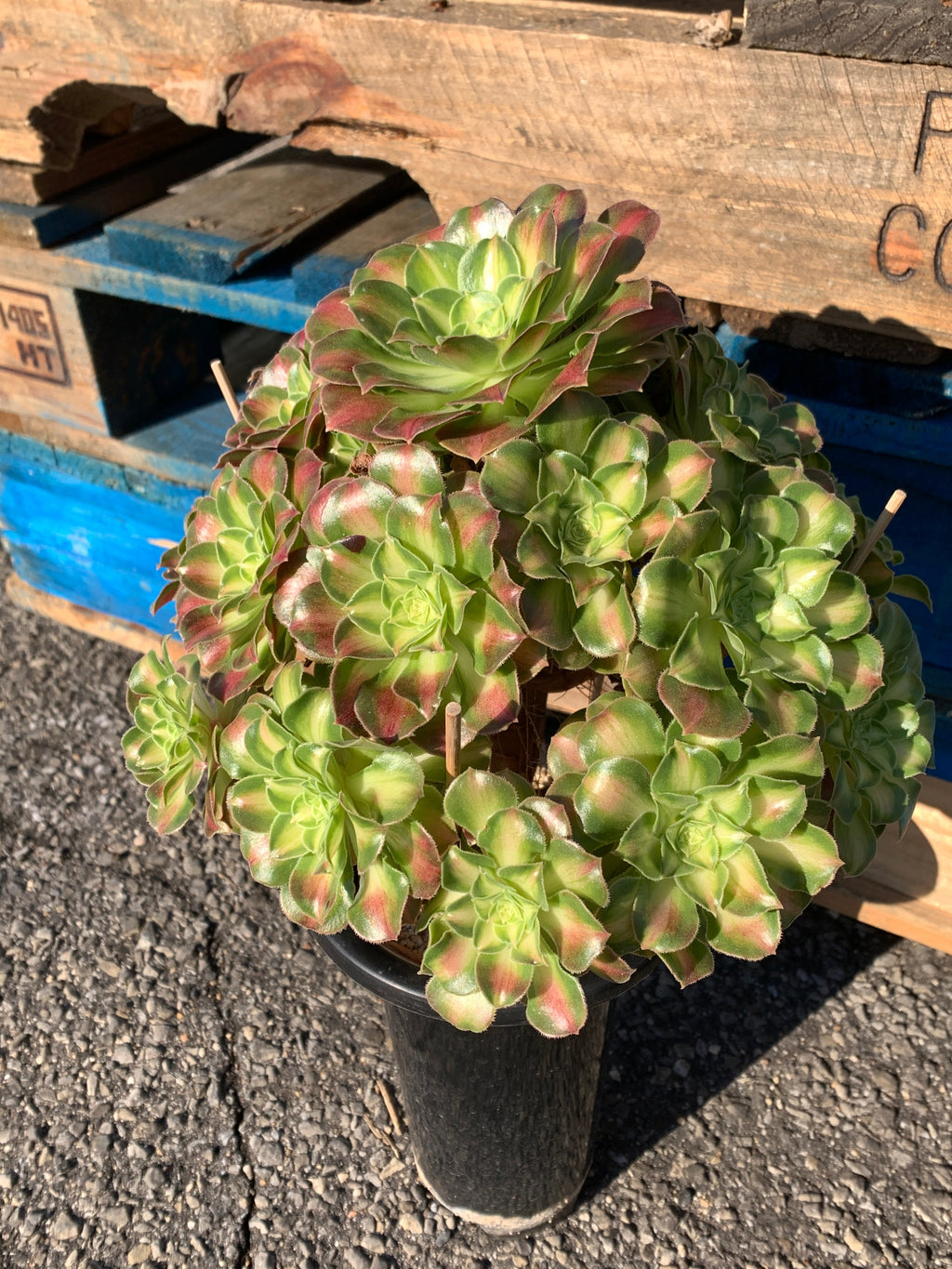 2512-004 Aeonium ‘shaohua’ Succulent Plant – What You See is What You Get/Bare Root Without Soil Pot/Plants Gifts