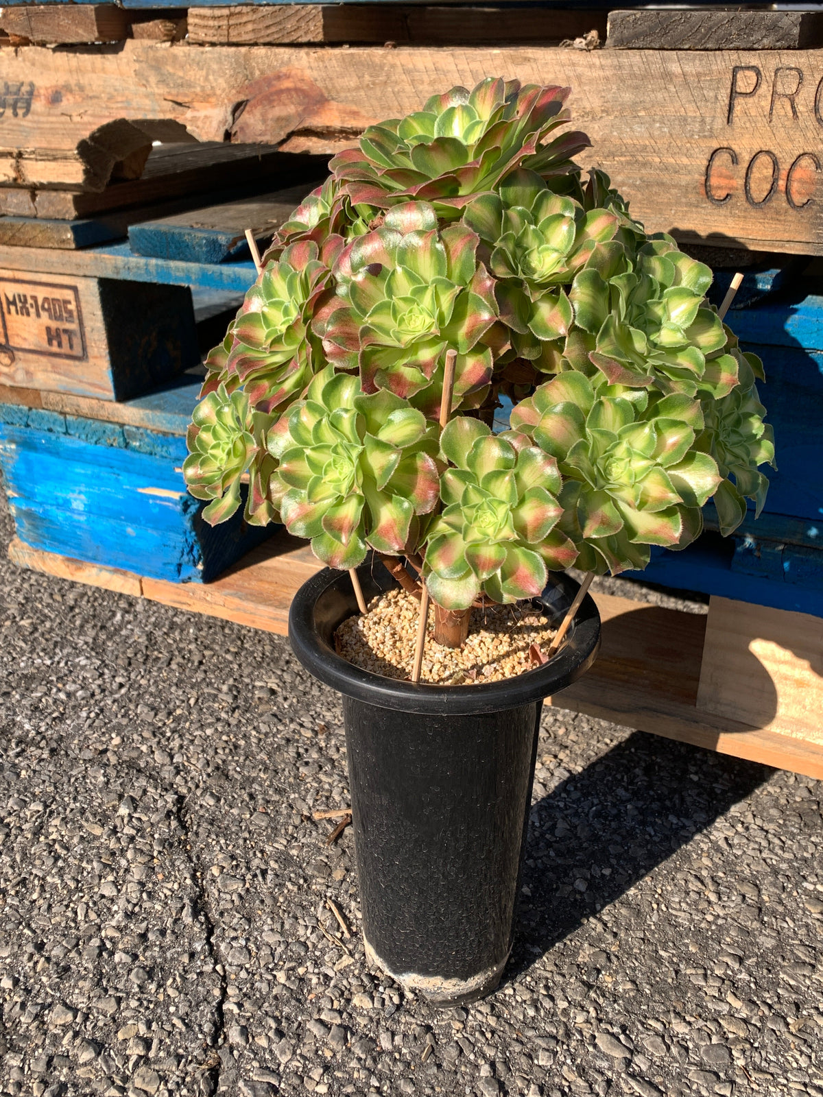 2512-004 Aeonium ‘shaohua’ Succulent Plant – What You See is What You Get/Bare Root Without Soil Pot/Plants Gifts