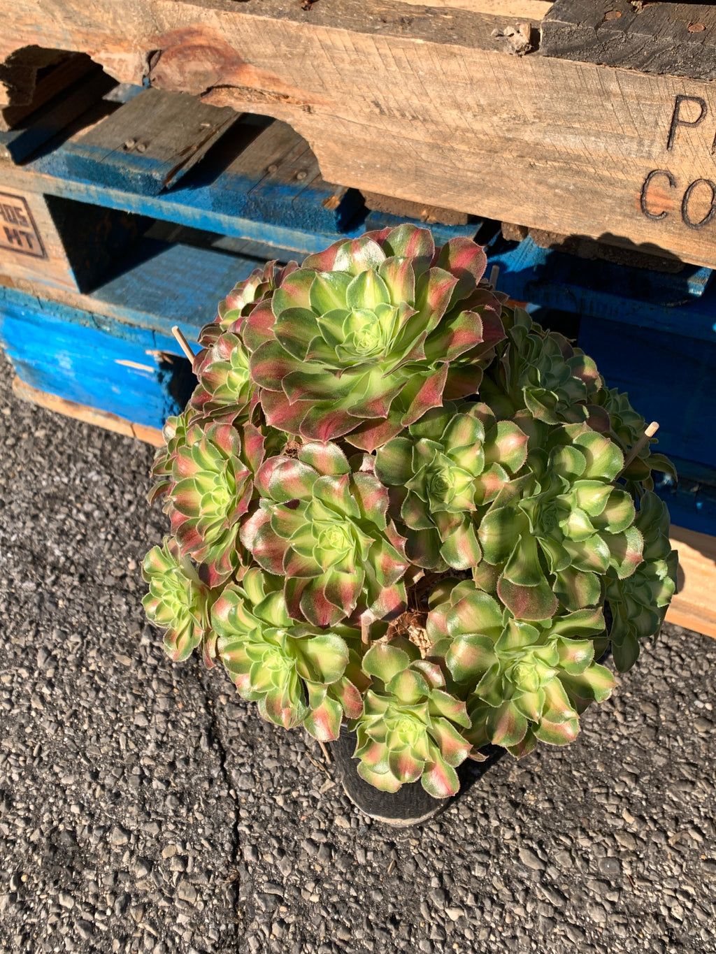 2512-004 Aeonium ‘shaohua’ Succulent Plant – What You See is What You Get/Bare Root Without Soil Pot/Plants Gifts
