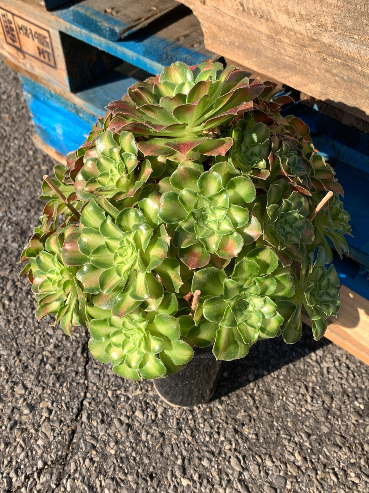 2512-004 Aeonium ‘shaohua’ Succulent Plant – What You See is What You Get/Bare Root Without Soil Pot/Plants Gifts