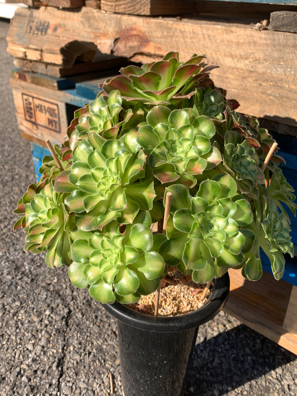 2512-004 Aeonium ‘shaohua’ Succulent Plant – What You See is What You Get/Bare Root Without Soil Pot/Plants Gifts