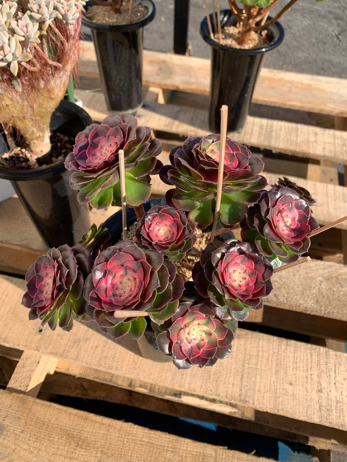 Boutique Big Rare Succulents/Aeonium ‘Qingcheng’/What You See is What You Get/Bare Root Without Soil Pot/Plants Gifts