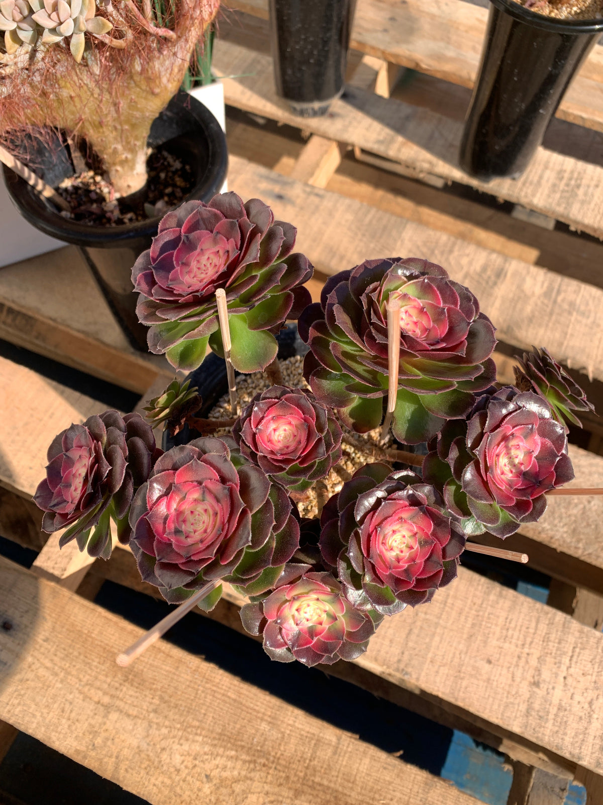 Boutique Big Rare Succulents/Aeonium ‘Qingcheng’/What You See is What You Get/Bare Root Without Soil Pot/Plants Gifts