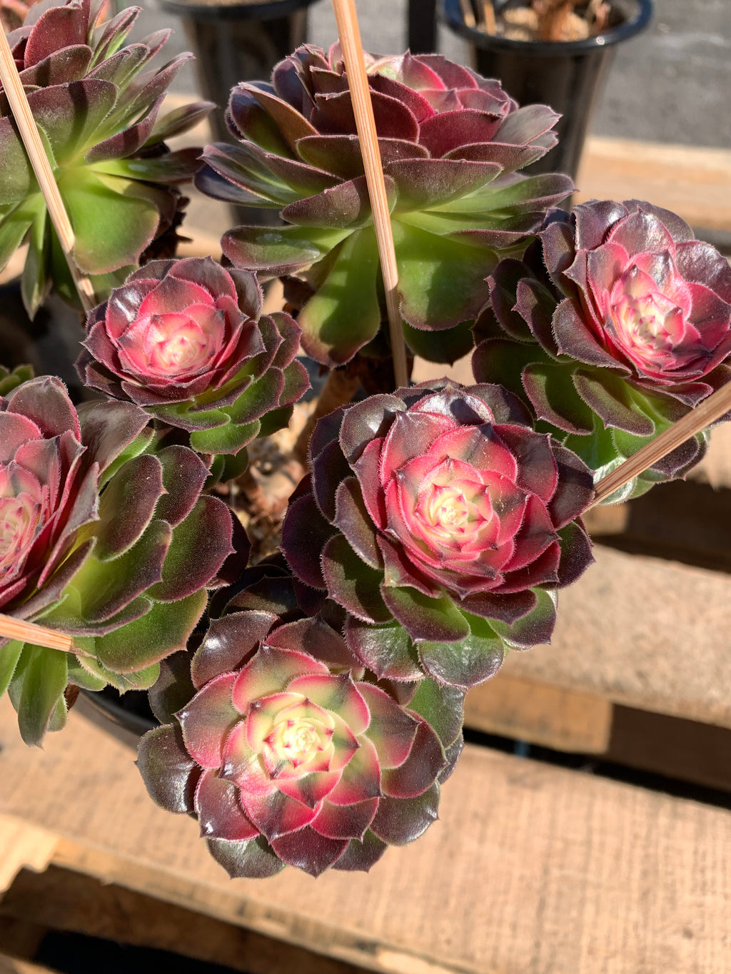 Boutique Big Rare Succulents/Aeonium ‘Qingcheng’/What You See is What You Get/Bare Root Without Soil Pot/Plants Gifts