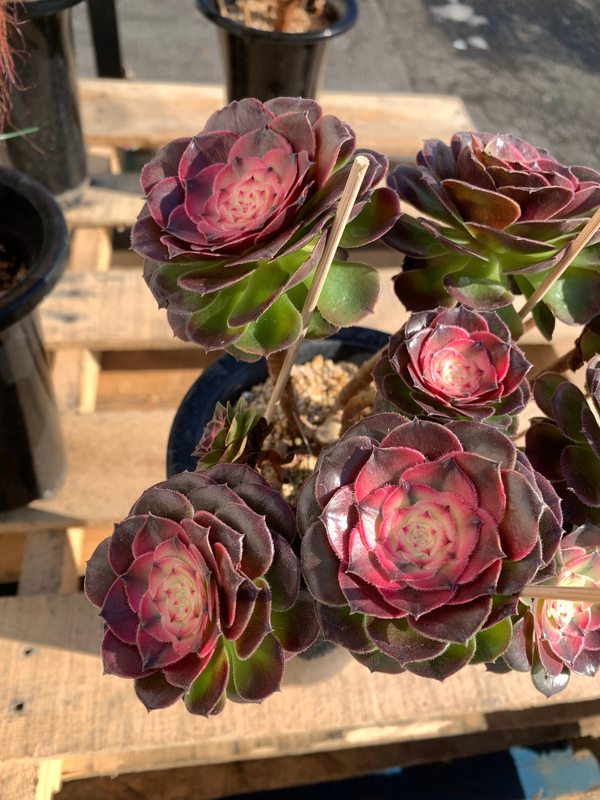 Boutique Big Rare Succulents/Aeonium ‘Qingcheng’/What You See is What You Get/Bare Root Without Soil Pot/Plants Gifts