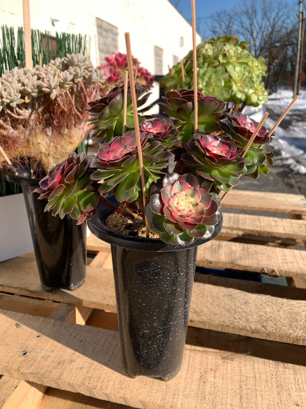 Boutique Big Rare Succulents/Aeonium ‘Qingcheng’/What You See is What You Get/Bare Root Without Soil Pot/Plants Gifts