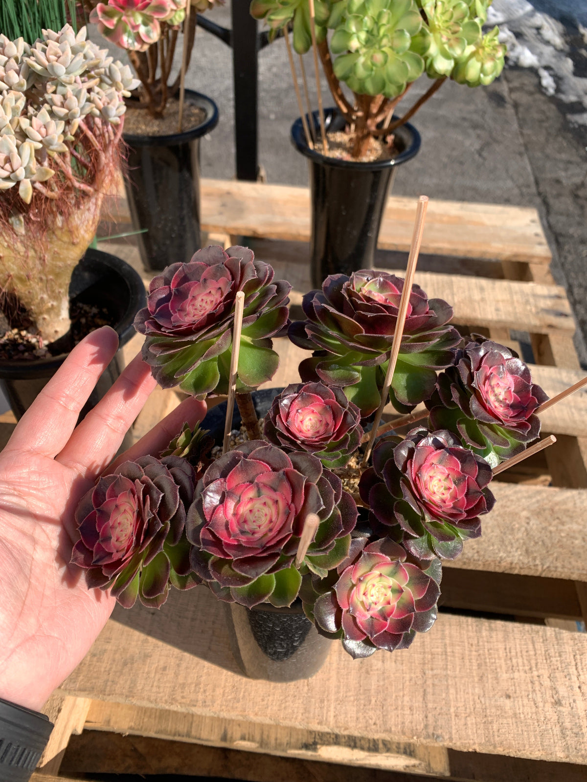 Boutique Big Rare Succulents/Aeonium ‘Qingcheng’/What You See is What You Get/Bare Root Without Soil Pot/Plants Gifts