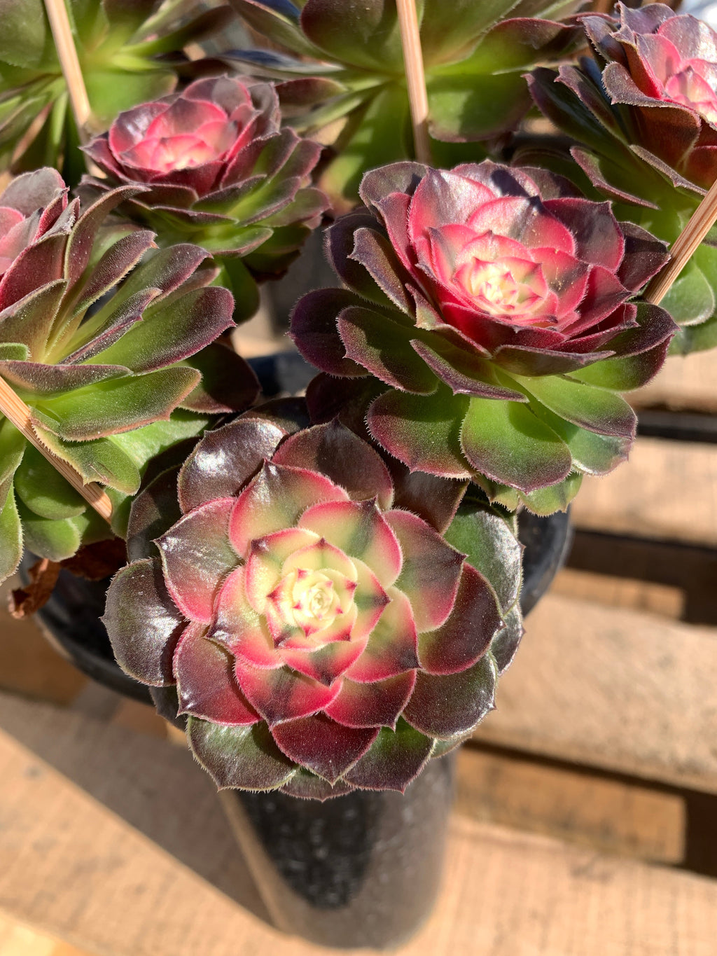 Boutique Big Rare Succulents/Aeonium ‘Qingcheng’/What You See is What You Get/Bare Root Without Soil Pot/Plants Gifts
