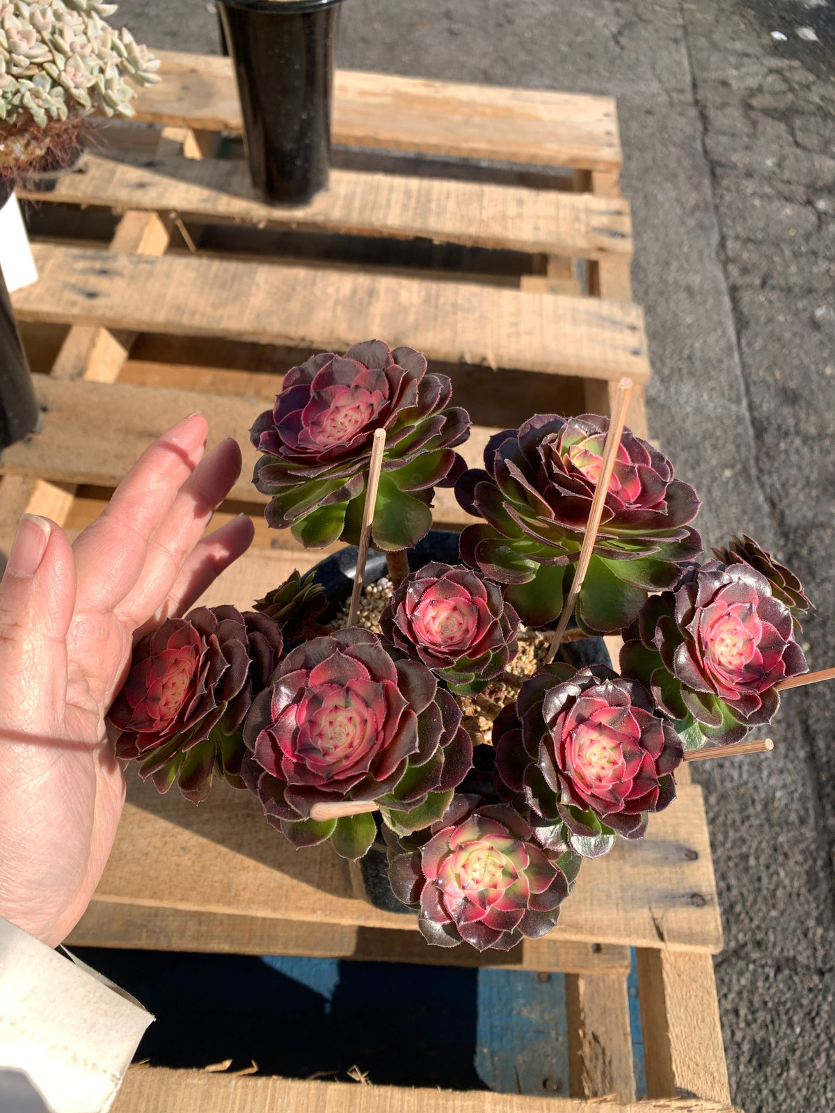 Boutique Big Rare Succulents/Aeonium ‘Qingcheng’/What You See is What You Get/Bare Root Without Soil Pot/Plants Gifts