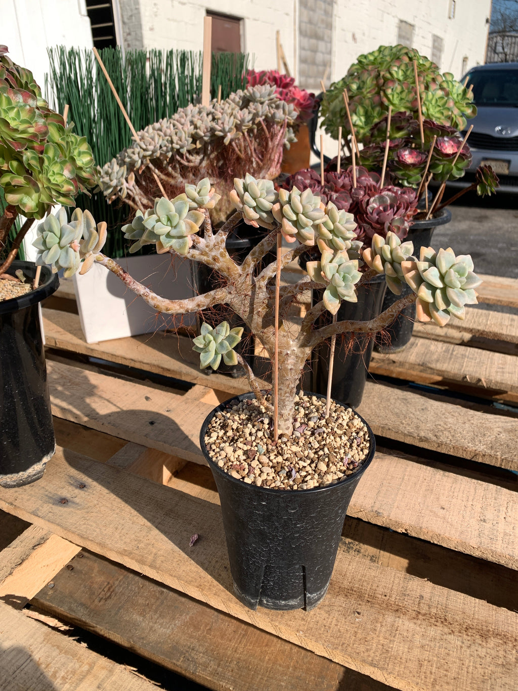 2512-009 Sedum ‘Daisy Frost’ Crested Succulent –What You See is What You Get/Bare Root Without Soil Pot/Plants Gifts
