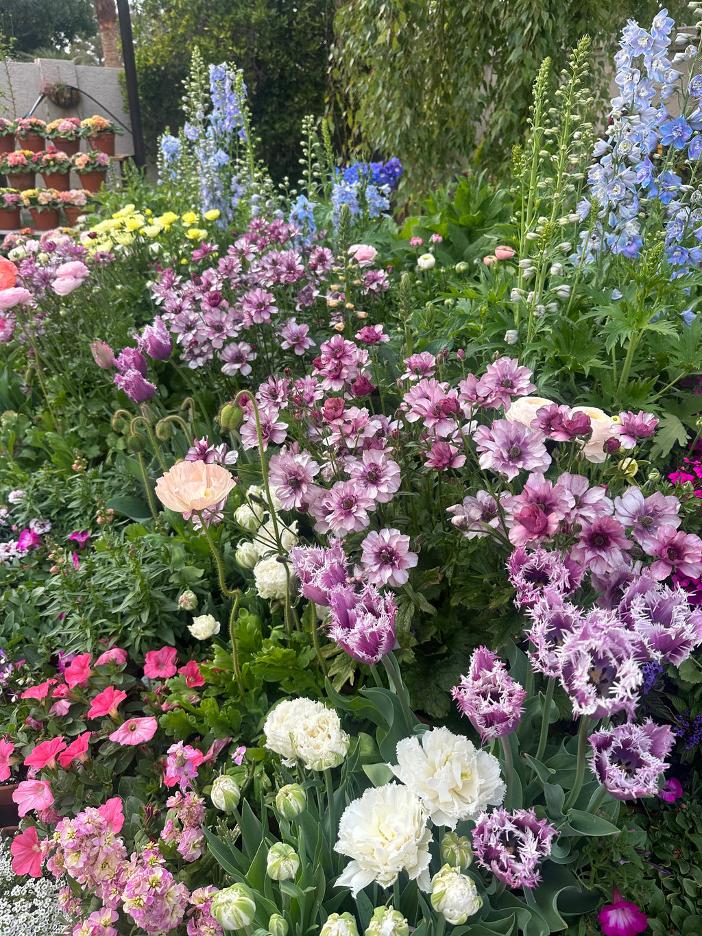 Butterfly Ranunculus 'Thiva'corms