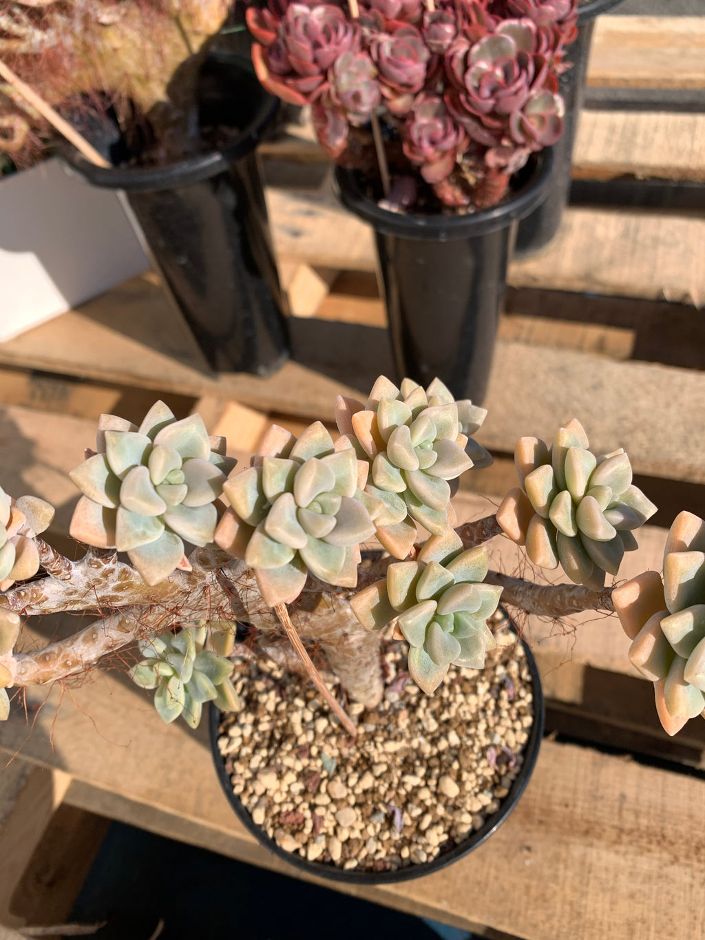 2512-009 Sedum ‘Daisy Frost’ Crested Succulent –What You See is What You Get/Bare Root Without Soil Pot/Plants Gifts