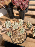 2512-009 Sedum ‘Daisy Frost’ Crested Succulent –What You See is What You Get/Bare Root Without Soil Pot/Plants Gifts