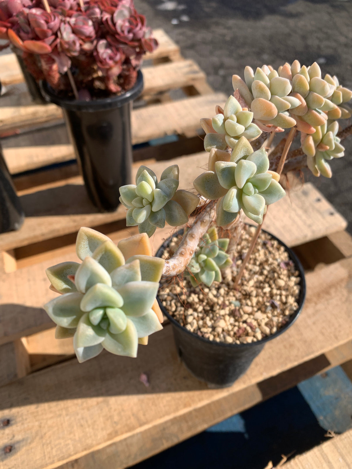 2512-009 Sedum ‘Daisy Frost’ Crested Succulent –What You See is What You Get/Bare Root Without Soil Pot/Plants Gifts